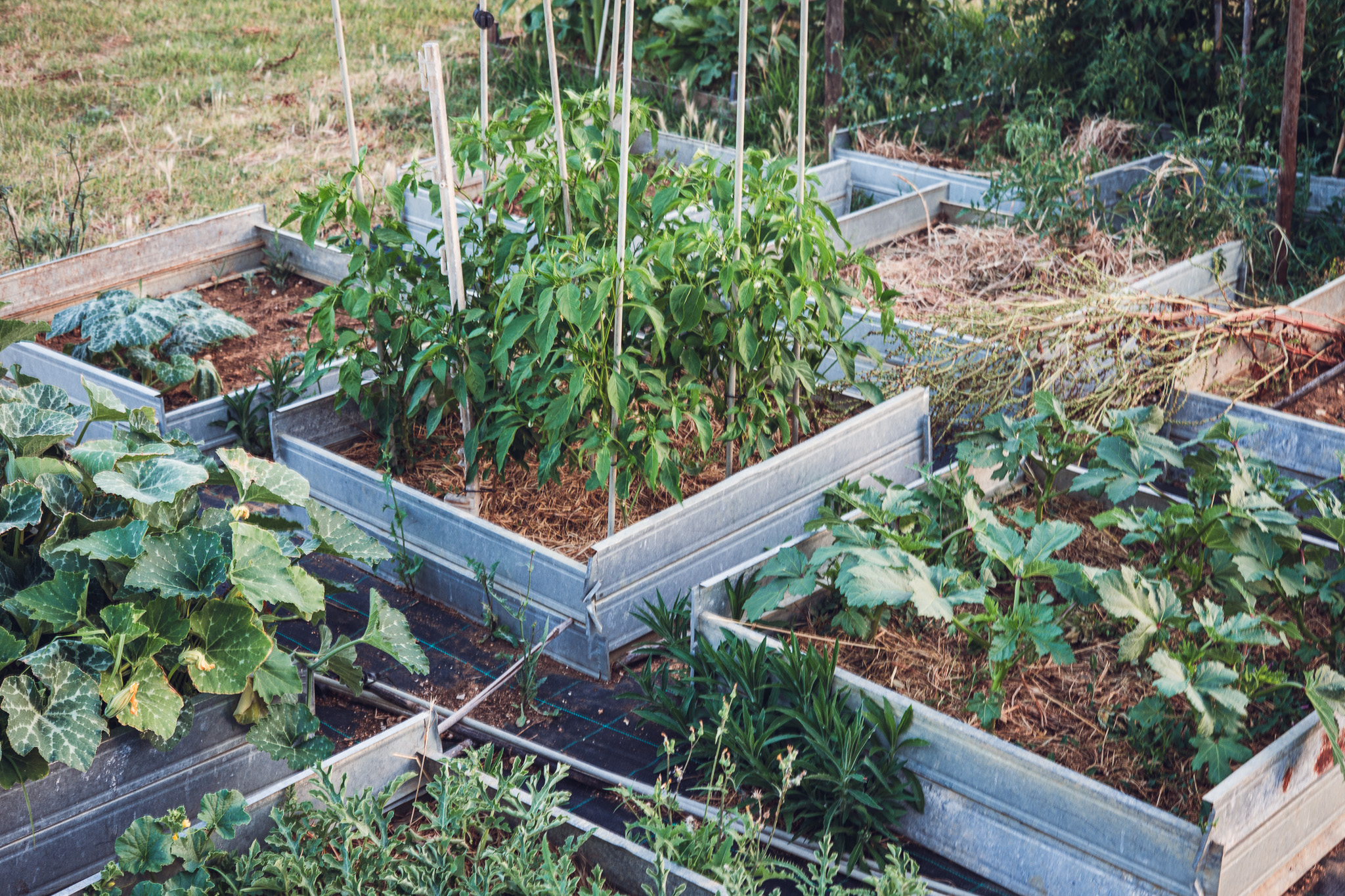 Raised vegetable beds