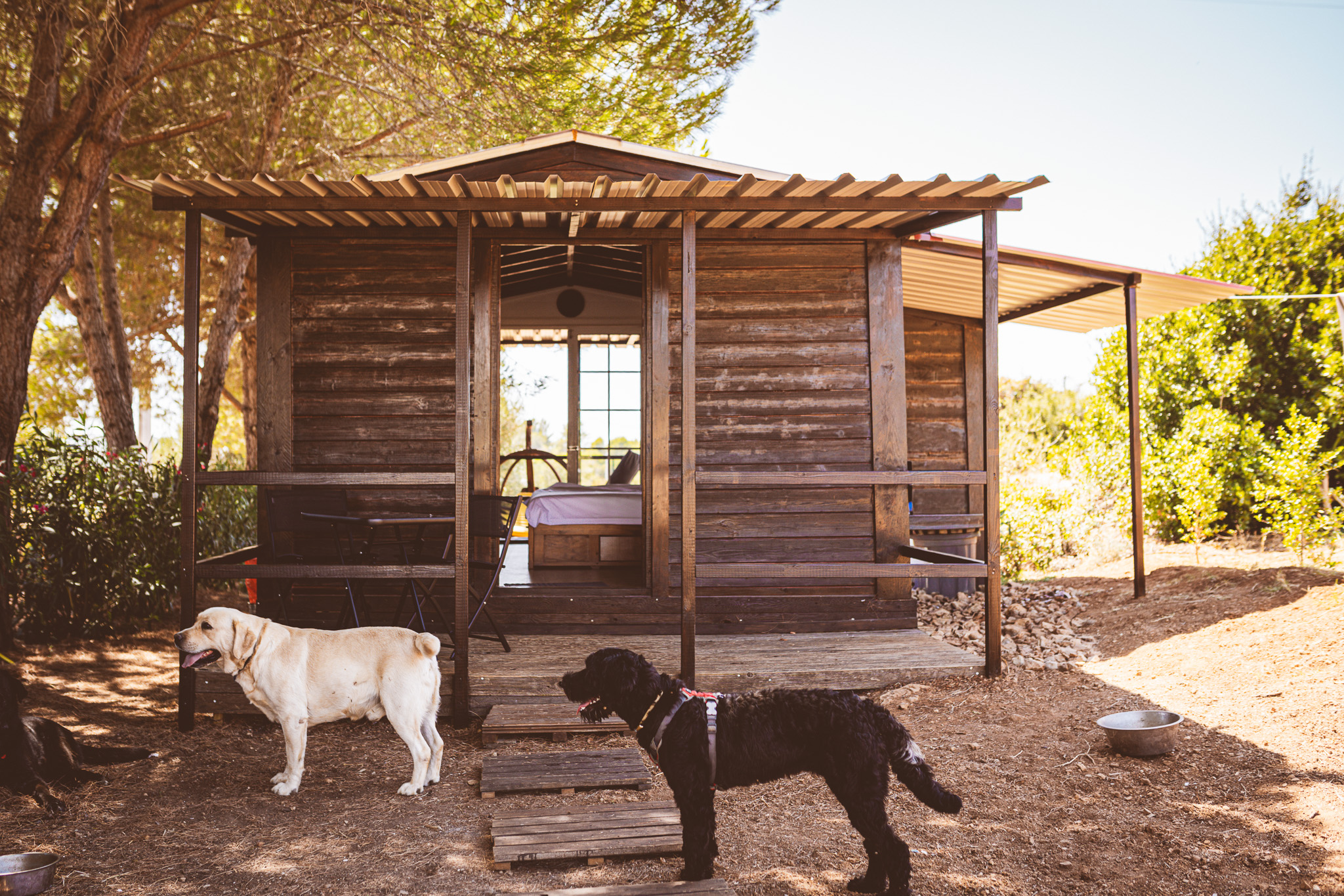 Two dogs in front of the Wooden Cabin