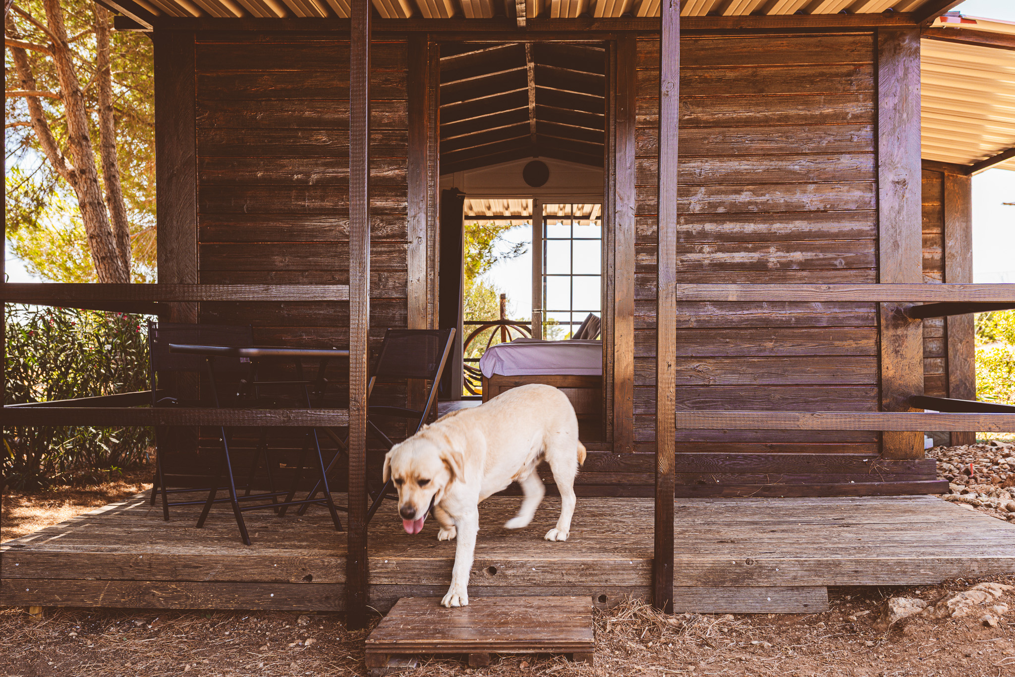 Labrador stepping off the Wooden Cabin terrace